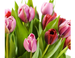 Тюльпан - Tulip