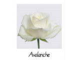 Авеланж - Avalanche