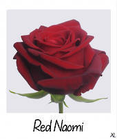 Ред Наоми - Red Naomi