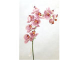 Орхидея (в ассортименте)