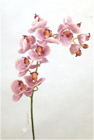 Орхидея (в ассортименте)