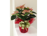 Пуансеттия (Poinsettia) - Рождественская звезда
