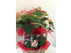 Пуансеттия (Poinsettia) - Рождественская звезда